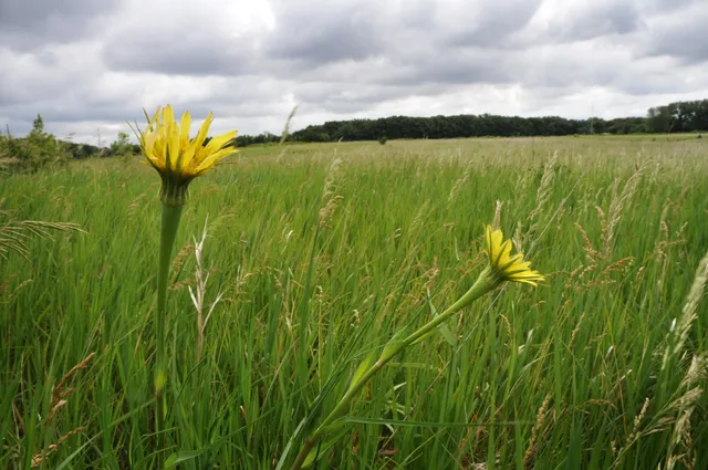 Birch Coulee Battlefield