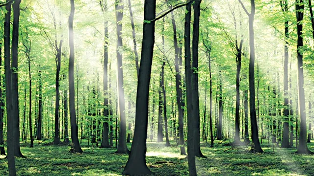 Ruheforst Flensburg / Glücksburg