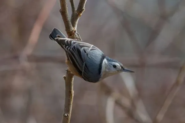 Mongaup Falls Reservoir
