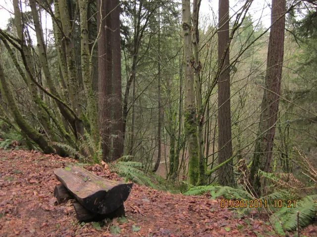 Llandover Woods Greenspace
