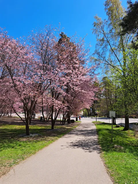 Roihuvuori Cherry Tree Park