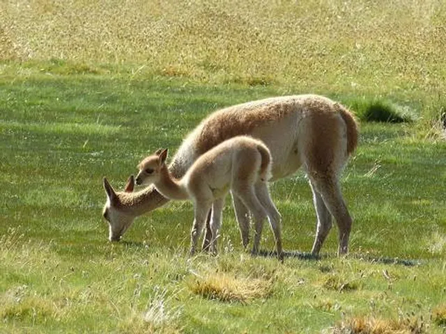 Corbi Park - Parc animalier et de loisirs pour la famille