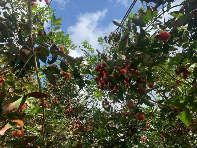 Khu Du Lịch Chợ Nổi Trà Ôn