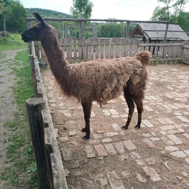 Bárókút Állatsimogató