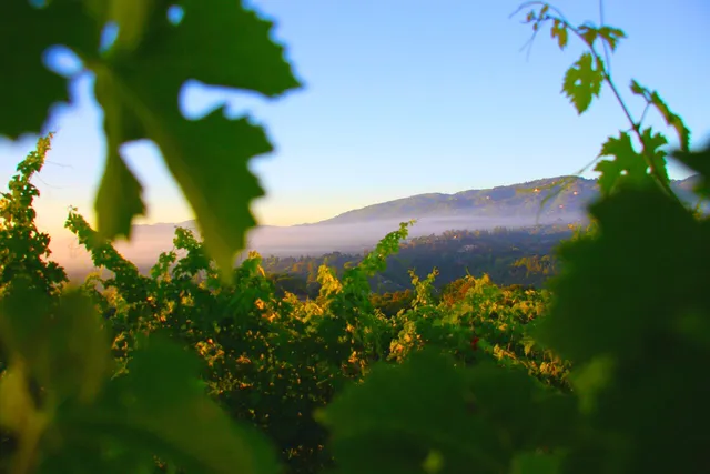 House Family Vineyards