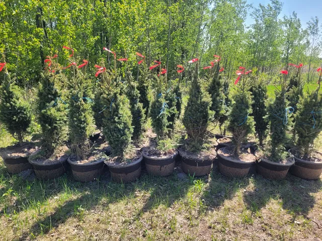 Jamie Helsel Tree Farms