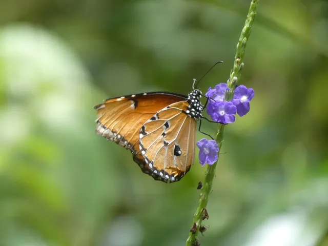 Zanzibar Butterfly Centre