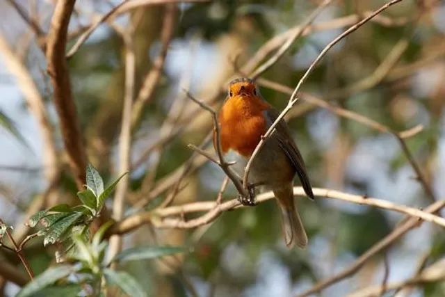 Uphill Nature Reserve