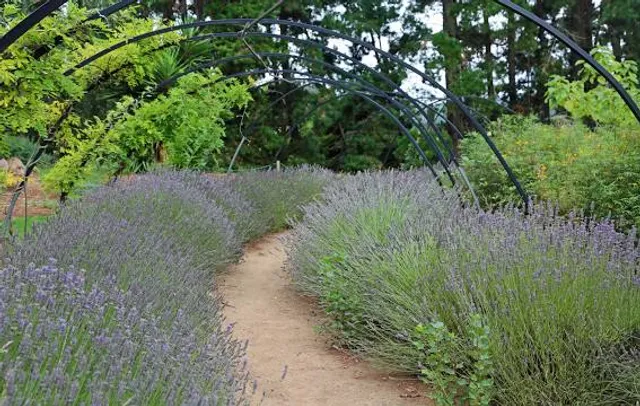 Ashcombe Maze & Lavender Gardens