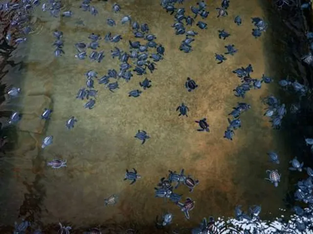 Sea Turtle Preservation Society