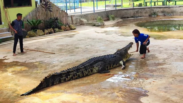 Tuaran Crocodile Farm