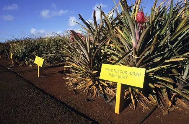 Pineapple Garden Maze