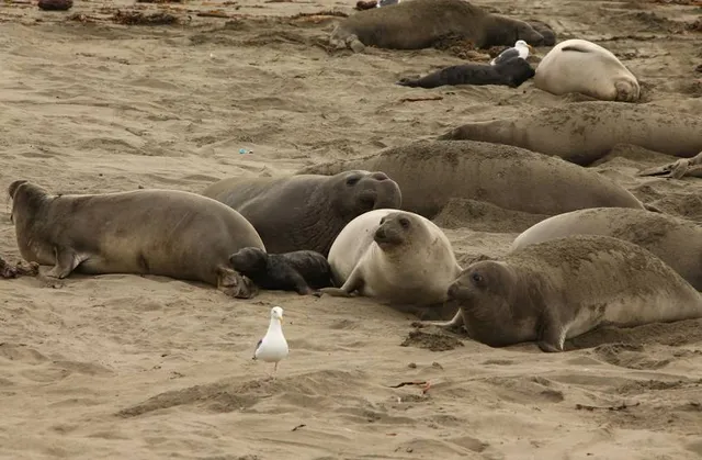Friends Of The Elephant Seal Visitor Center and Gift Shop