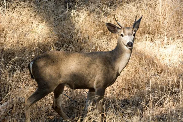 Foothills Open Space Preserve