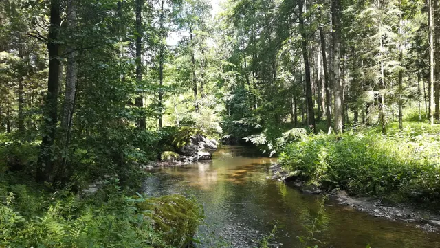 Haslach an der Mühl, OÖ, “Welset Pühret“