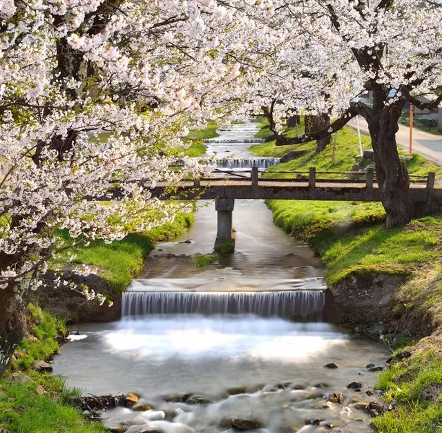 Kannonji River Sakura