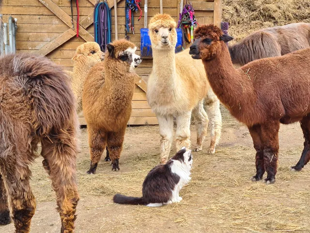 Alpaka- und Lamawanderungen Thomas Ganserer LaPakAktiv