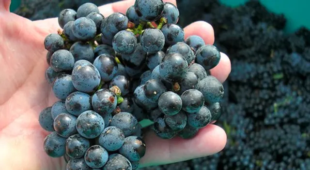 Niagara Custom Crush Studio