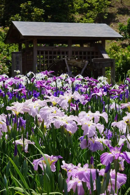 Yokosuka Iris Garden