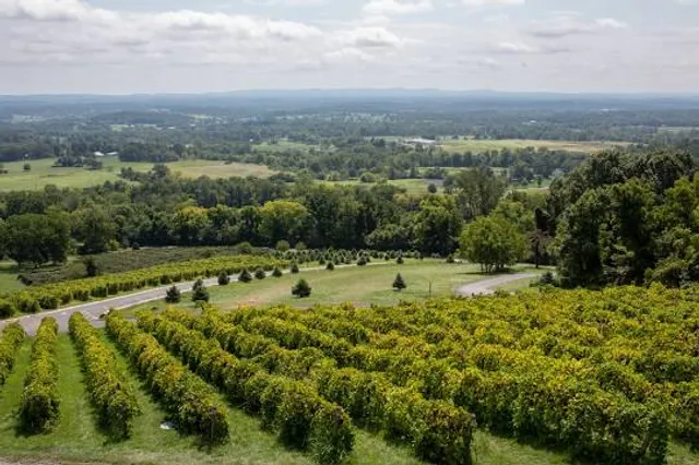 Bluemont Vineyard