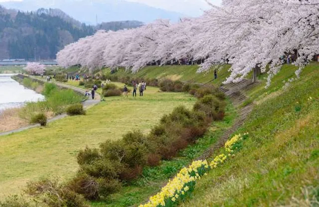Hinokinaigawazutsumi Cherry blossoms