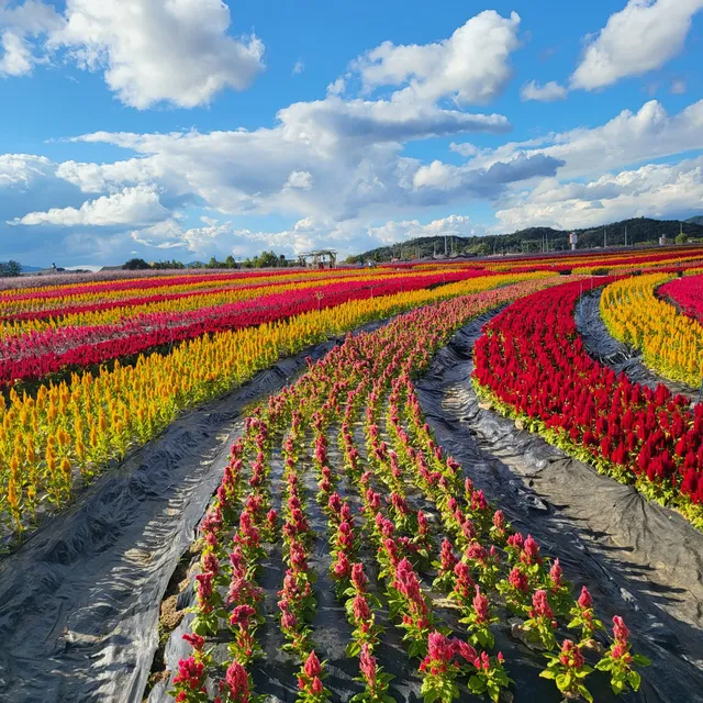 Goseokjeong Flower Garden