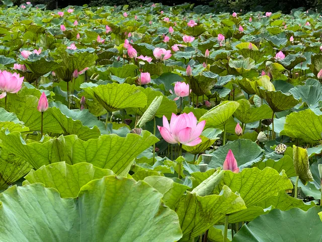 Lotus Pond