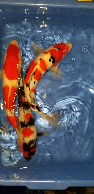 K2 koi