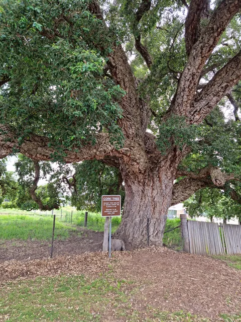 Tenterfield Cork Tree