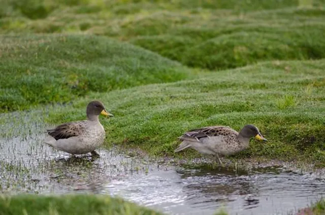 Tamagawa Central Park