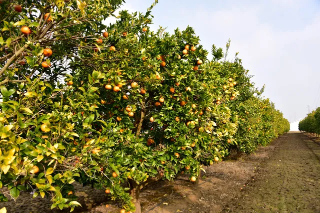 Sumner Peck Ranch Winery