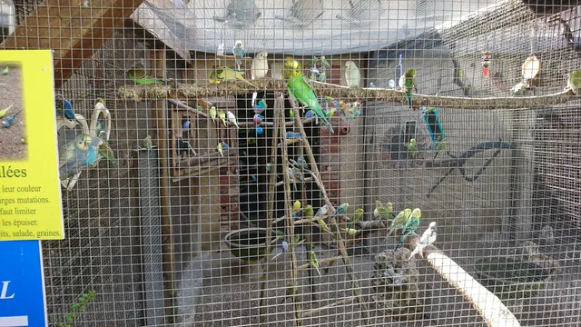 The Farm Exotic Birds