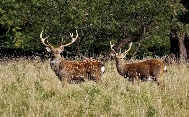 Studley Royal Deer Park