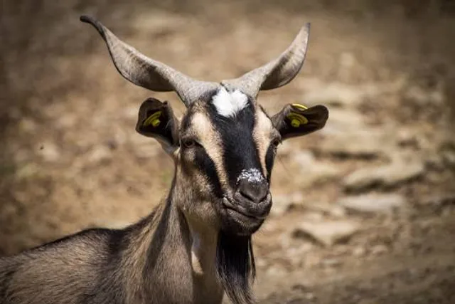 Lignano Park - Rigutinelli