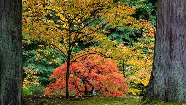 Arboretum SGGW w Rogowie