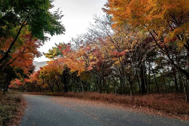 Cheonan Independence Hall Maple Tree Forest