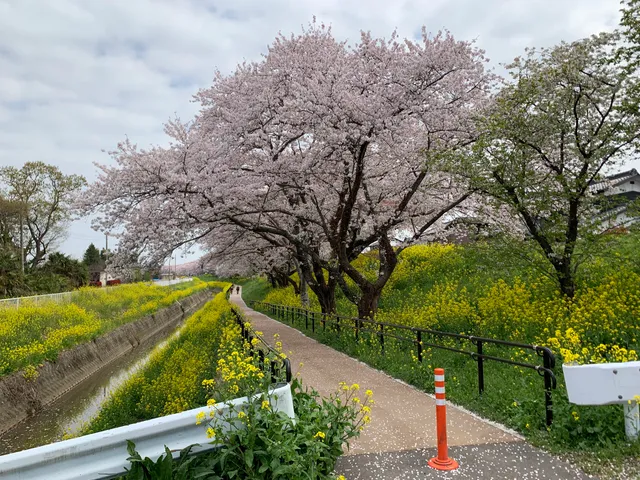 Sakura Riverbank Park