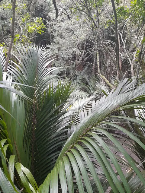Awaruku Bush Reserve