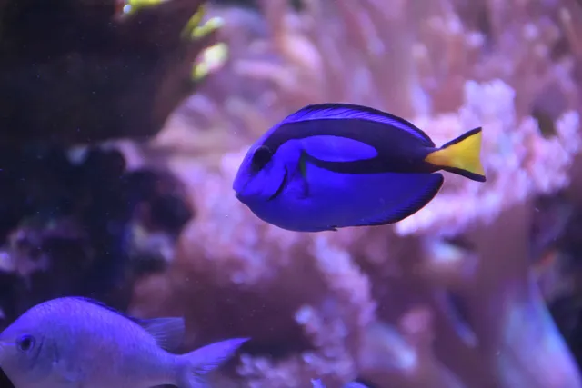 Aquarium Center Kragujevac