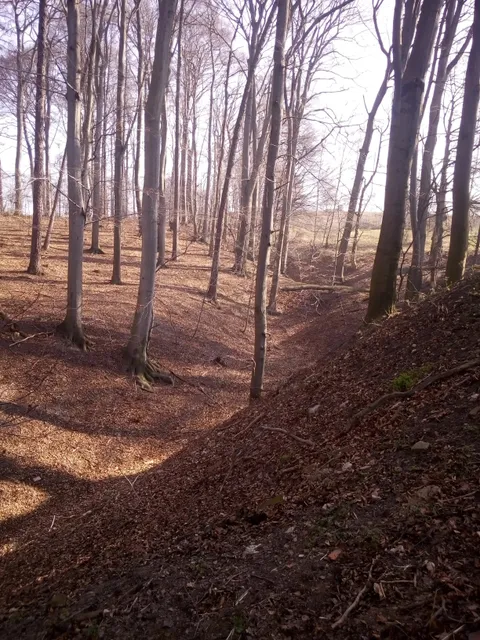 Rezerwat przyrody Lesisko