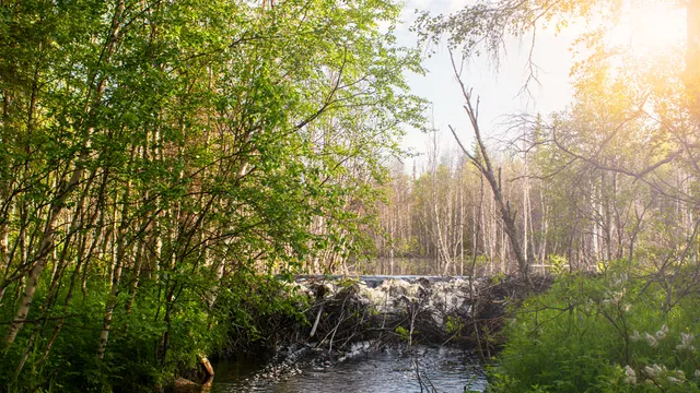 Cape Cod Museum Of Natural History