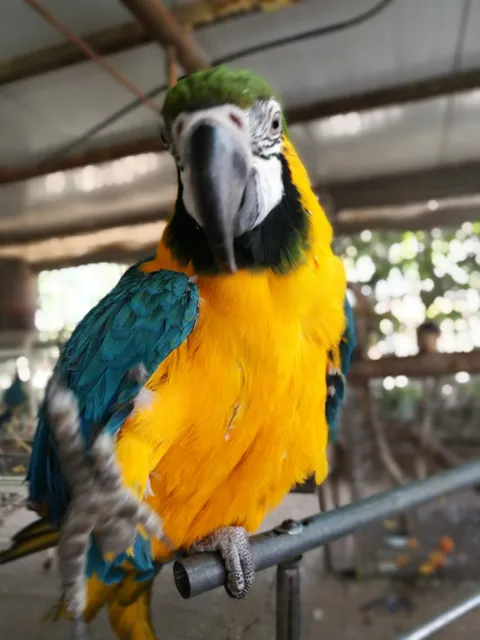 Kfar Hess Parrot Farm