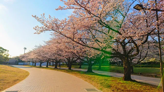 Oi Central Seaside Park Sports Forest