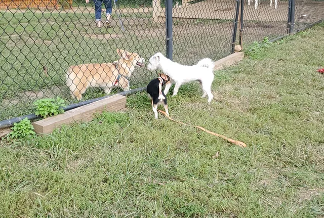 Haverford Reserve Dog Park