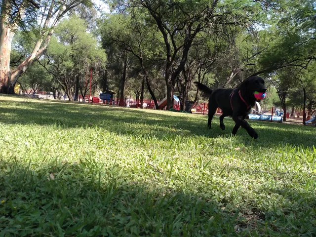 Perro Parque León