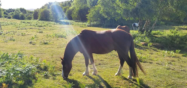 Llynclys Common Nature Reserve