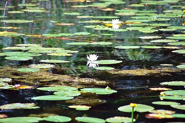 Jezioro Tarnowskie Duże