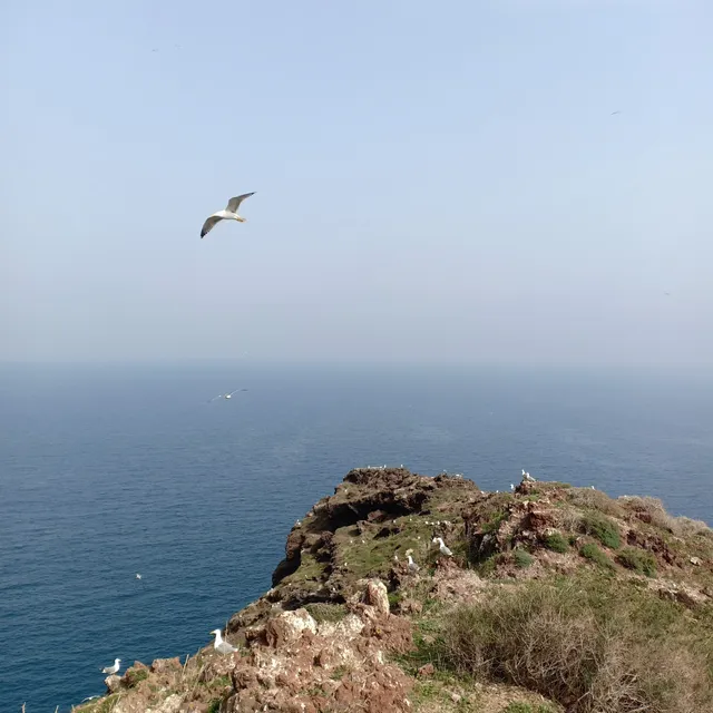 Faro de la isla Limacos (isla Rachgoun)