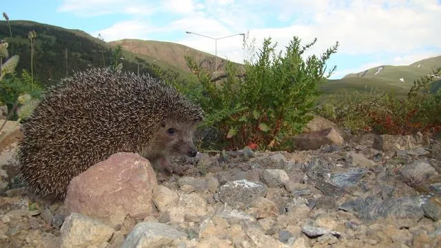 Hedgehog Mountain