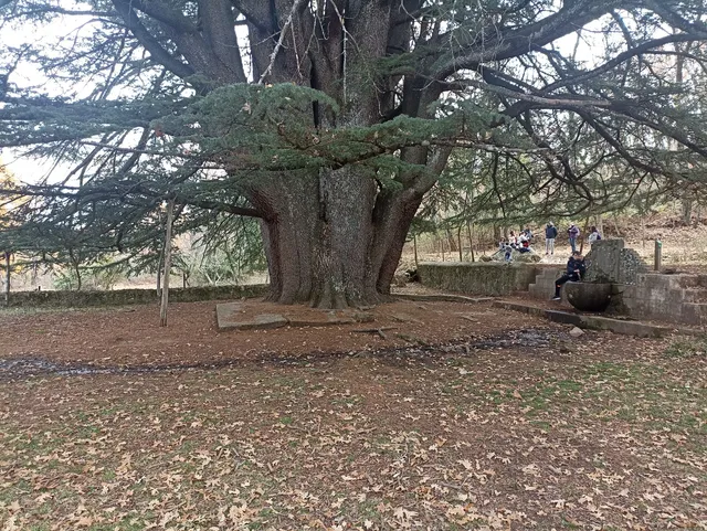 Cedro de la Francesa